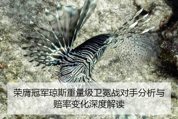 rong-ying-guan-jun-qiong-si-zhong-liang-ji-wei-mian-zhan-dui-shou-fen-xi-yu-pei-lv-bian-hua-shen-du-jie-du-3-928.jpg